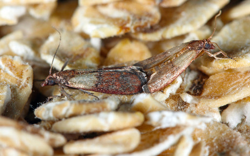 Identifying moths: clothes moths vs. pantry moths - Plantura