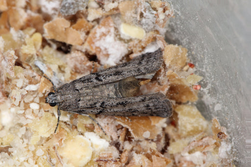mediterranean pantry moth