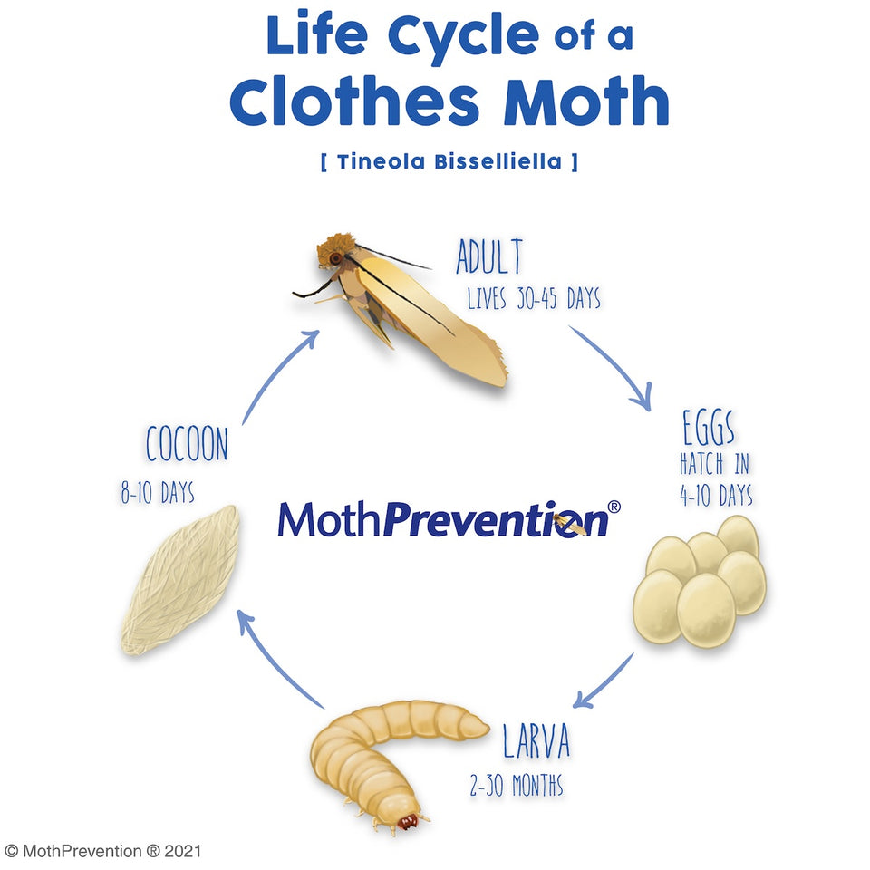 a diagram of the Life Cycle of the Clothes Moth from larva to adult