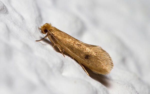 carpet moth and clothes moth identification