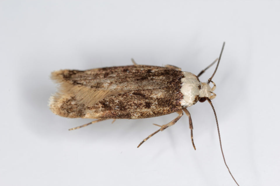 a close up of the White-Shouldered House Moth
