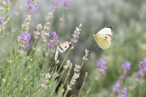 white butterflies with black wing tips flying onto lavender plants