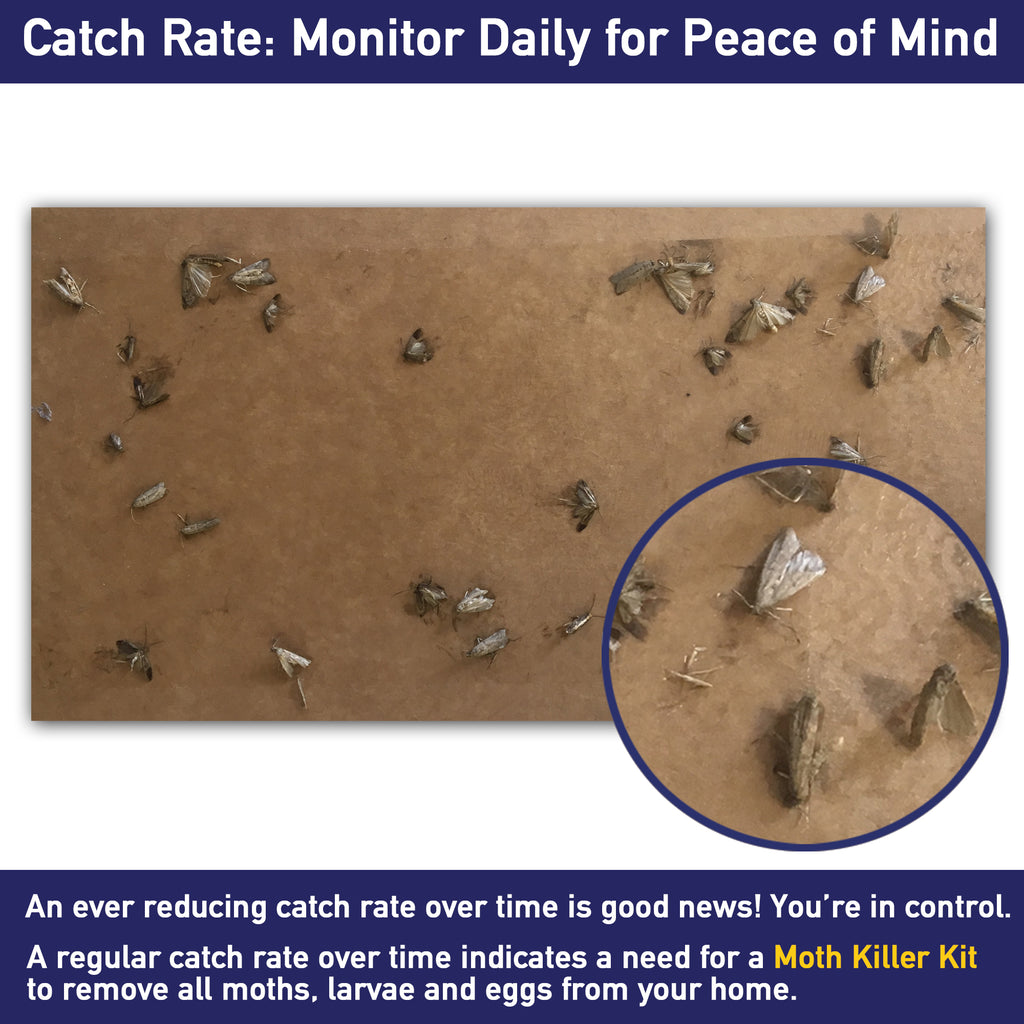 Clothes & Carpet Moth Trap Refills catch rate