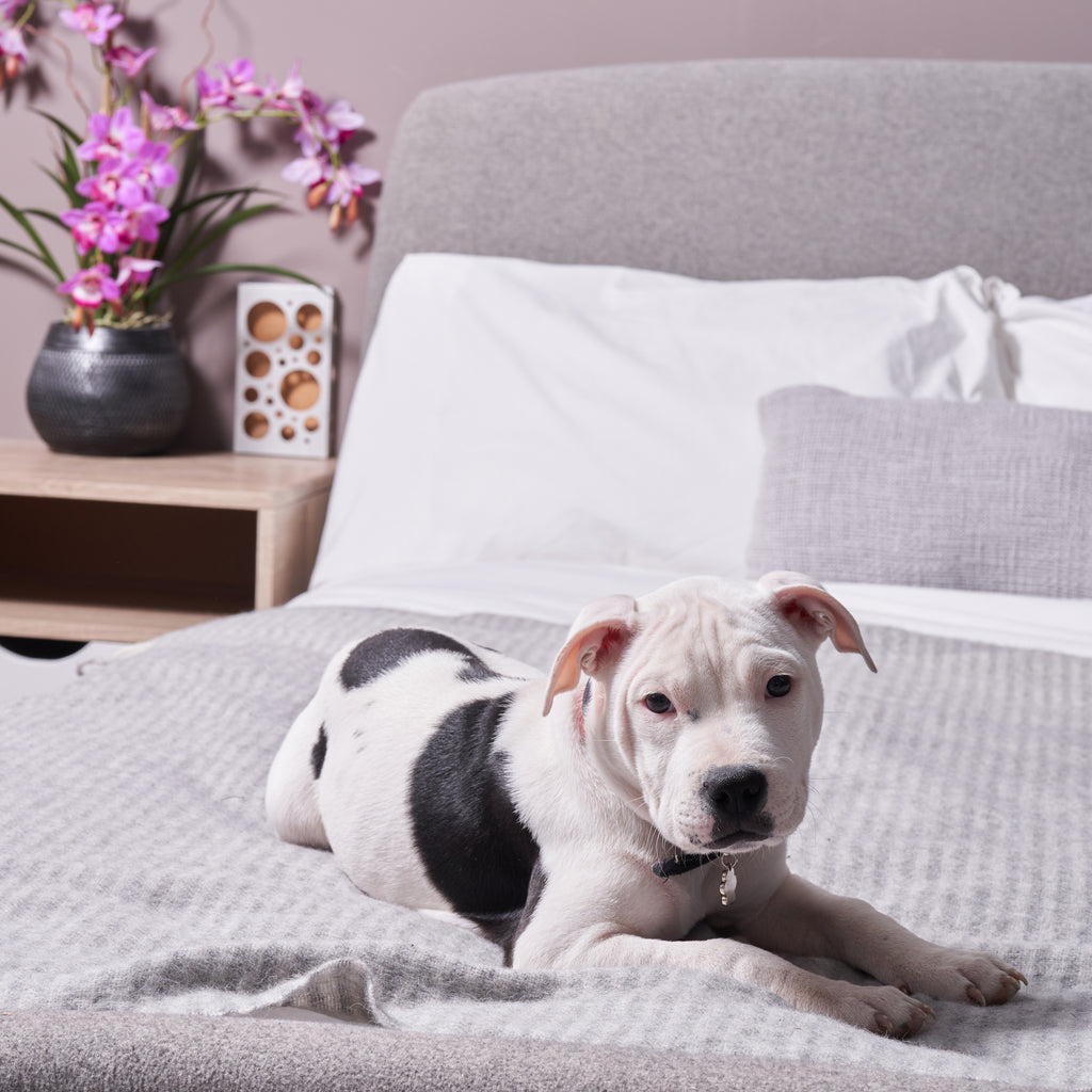 Clothes Moth Traps by Moth Prevention placed in bedroom, safe for pets