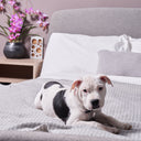 Clothes Moth Traps by Moth Prevention placed in bedroom, safe for pets